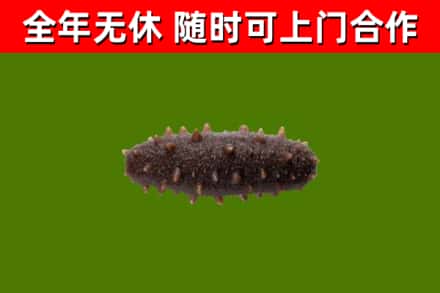 兰州烟酒回收干海参.jpg